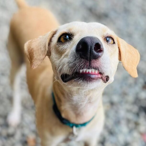 Cream colored dog looking up smiling