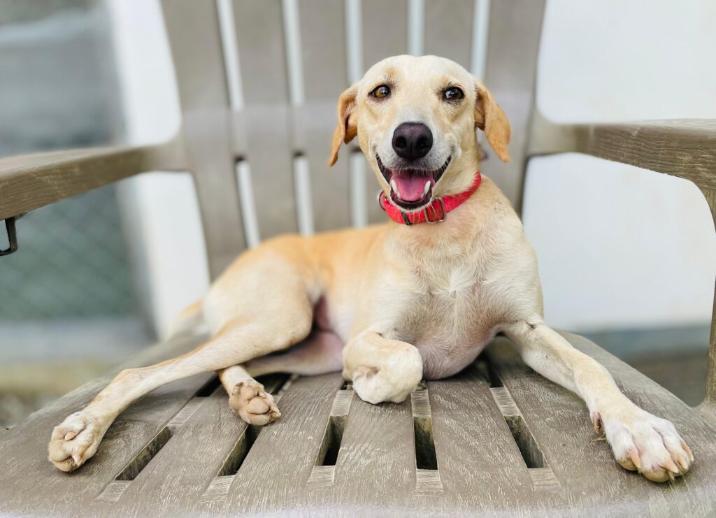 Gorgeous dog Palmyra on her favorit chair at the shelter
