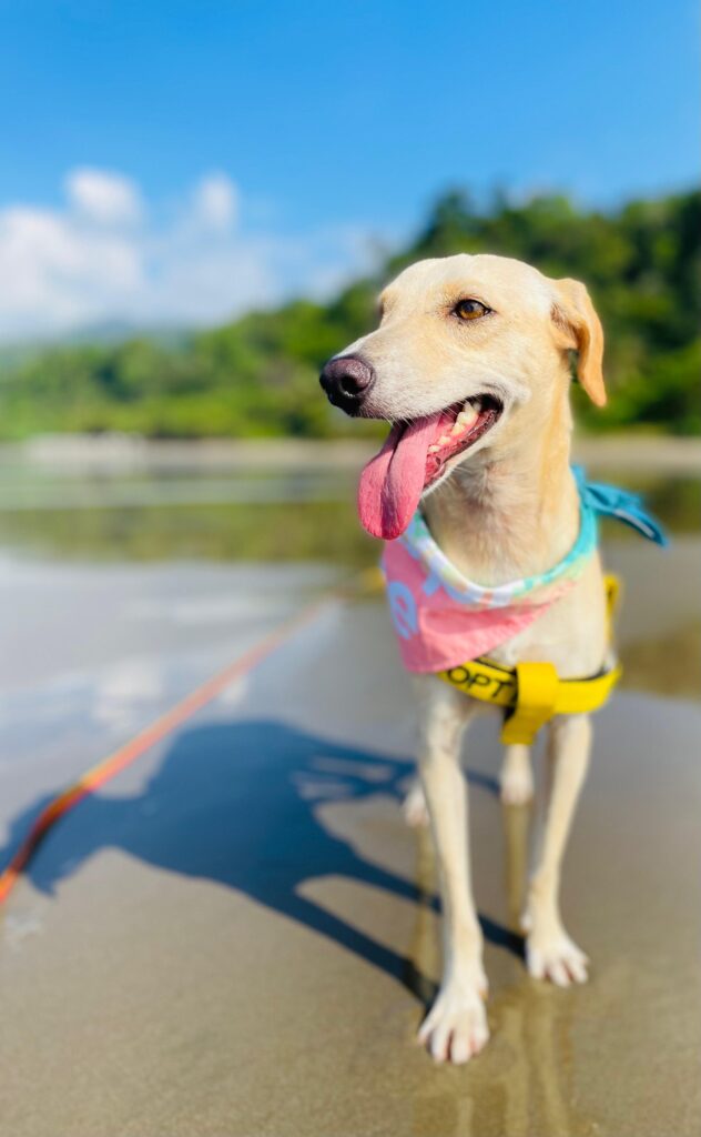 Beautiful blond dog Palmyra at the beach