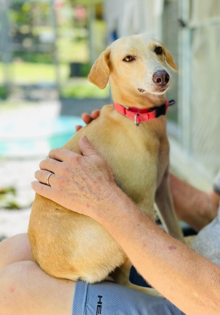 Beautiful blond dog on man's lap
