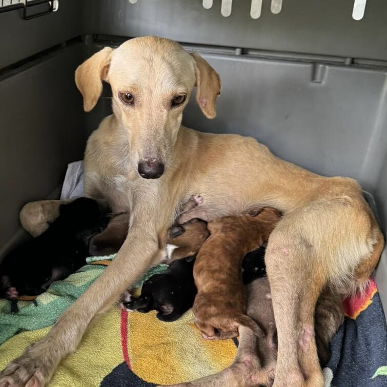 Mama Palmyra with her wee babies