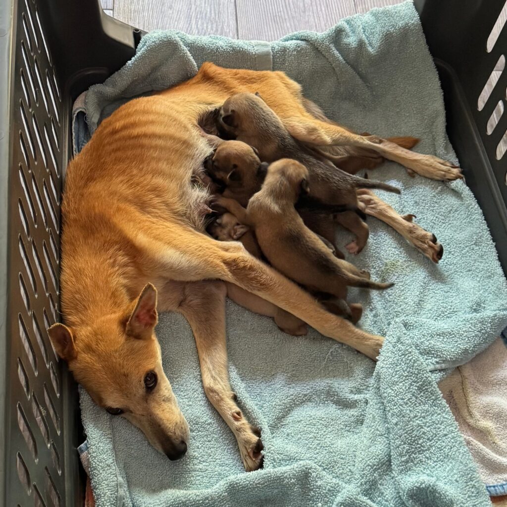 Mamá Boruca con sus bebés
