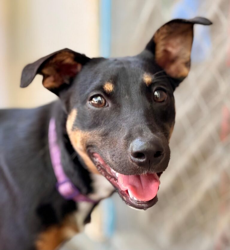 Sweet dog Theodora
