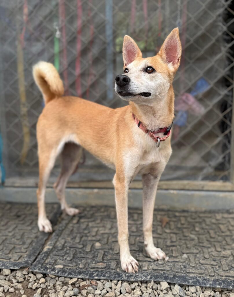 Alerta para perros de tamaño pequeño a mediano