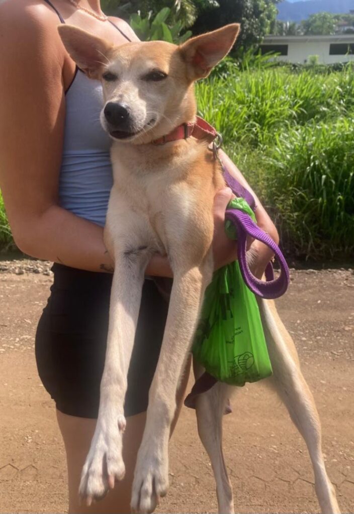 Perro Boruca siendo mantenido por voluntario