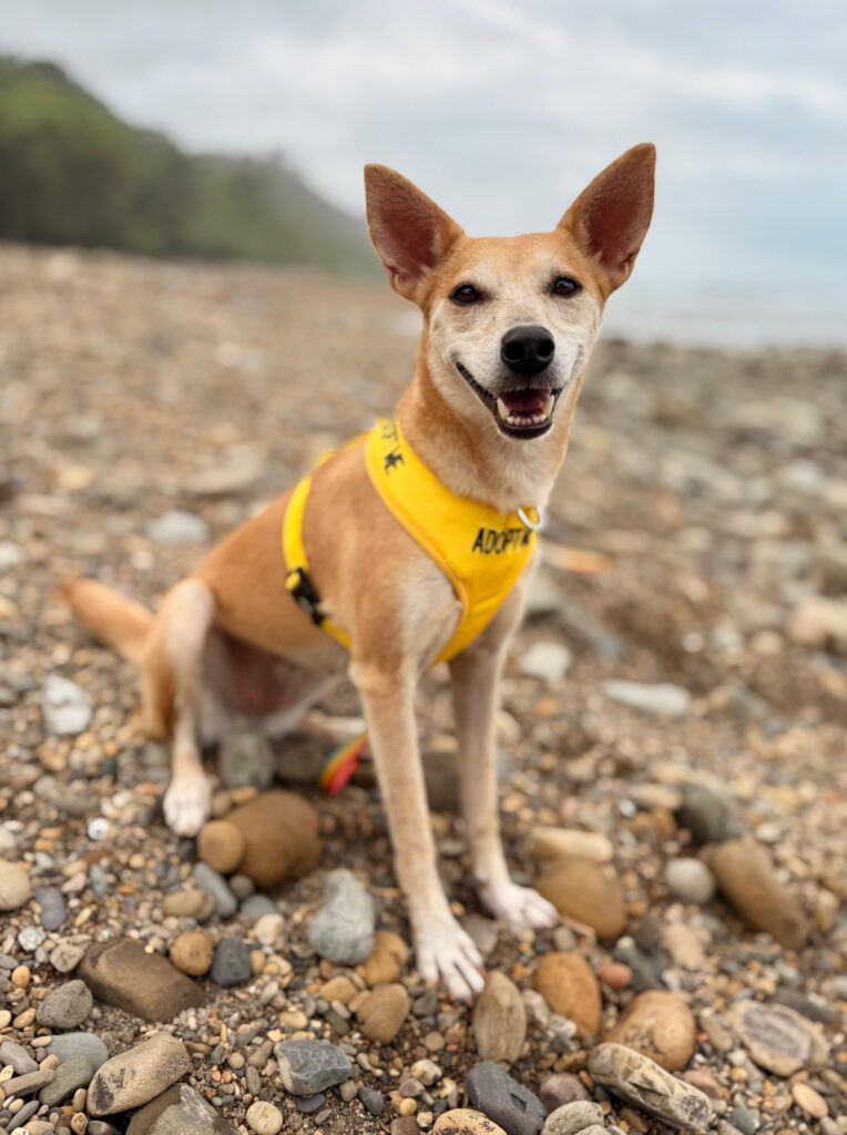 Perro ligero con arnés amarillo, sentado en la playa