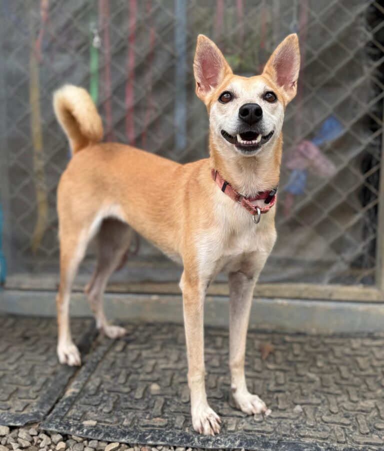 Perro marrón claro con cara blanca y cola rizada