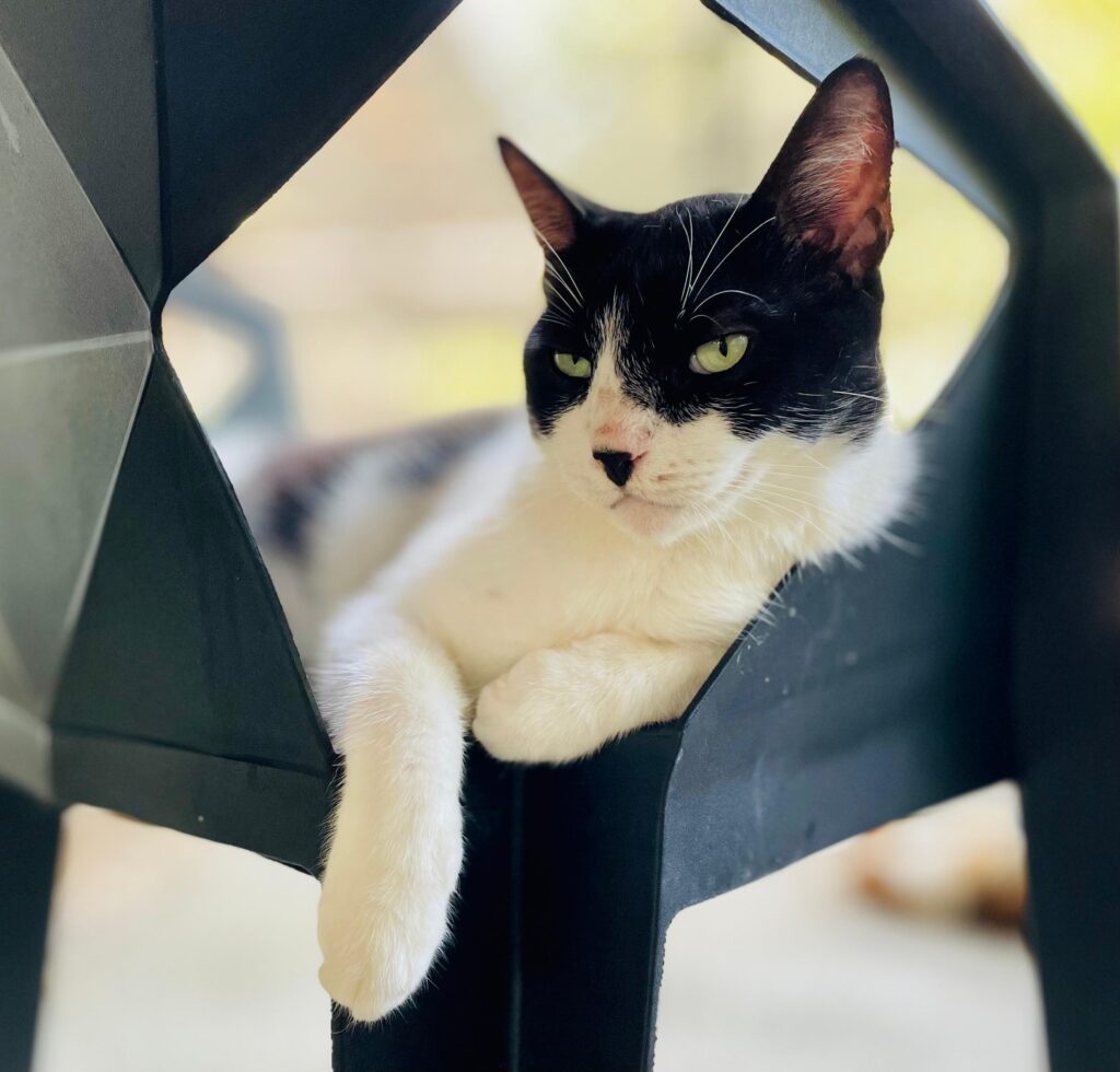 Black and white cat relaxing on black chair