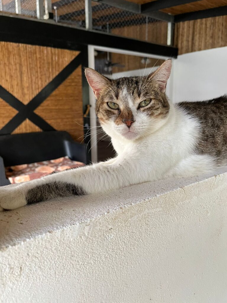 Gorgeous cat hanging out on the wall