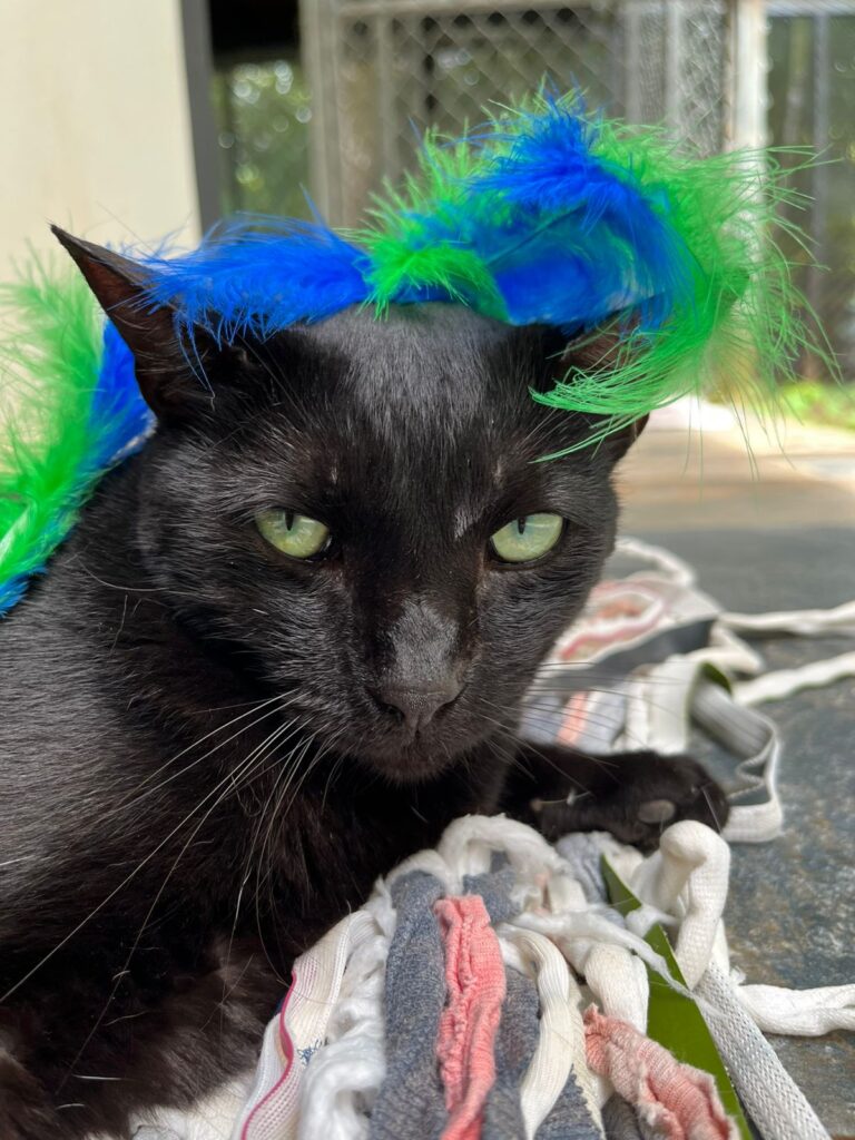Beautiful feline with a black coat and blue and green feathers on her head