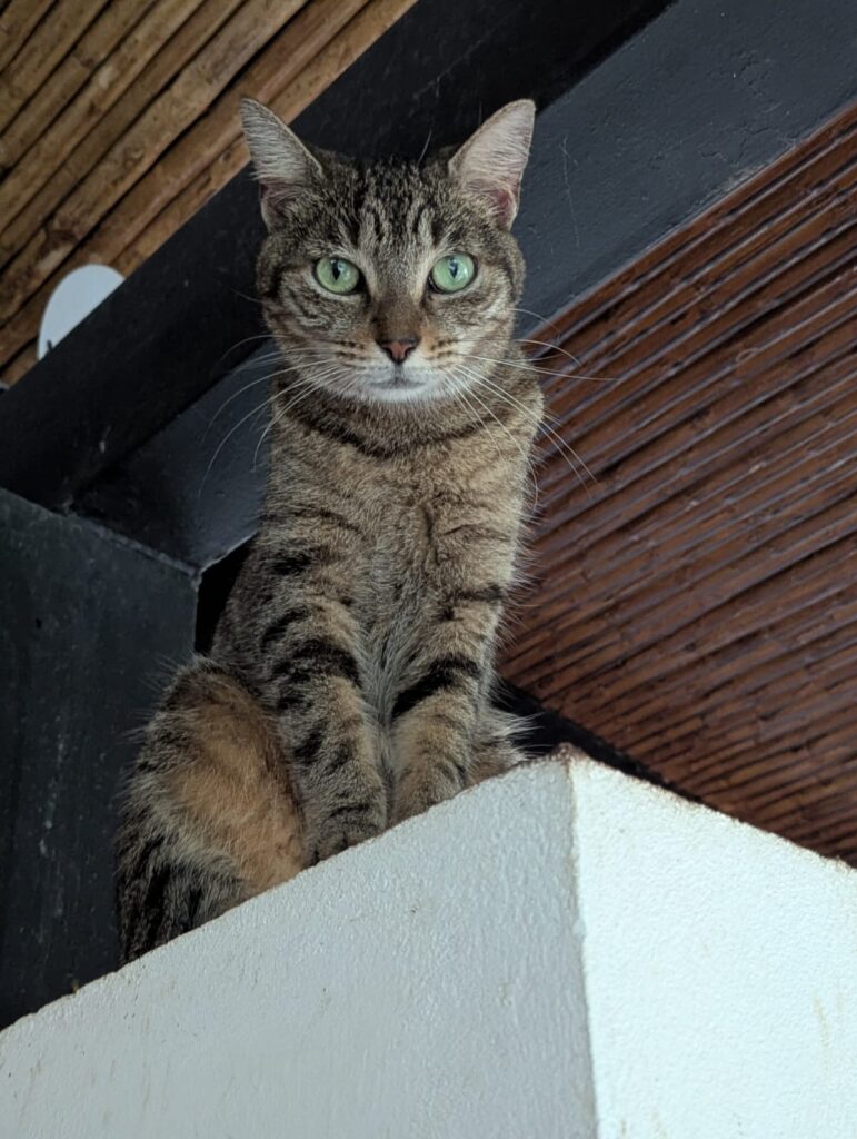 Tabby sitting high on his perch