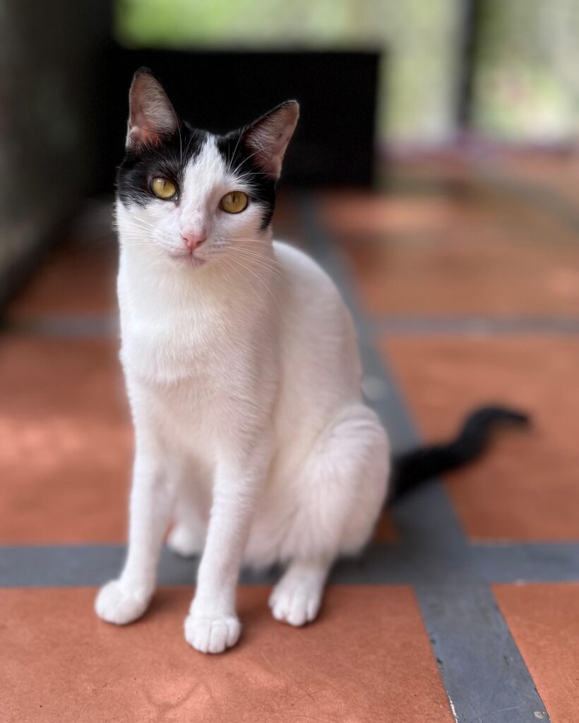 Cat named Iguana sitting at attention