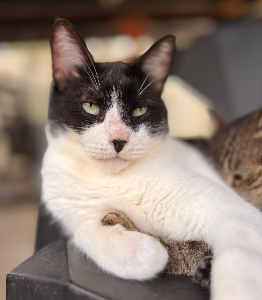 Gorgeous tuxedo cat