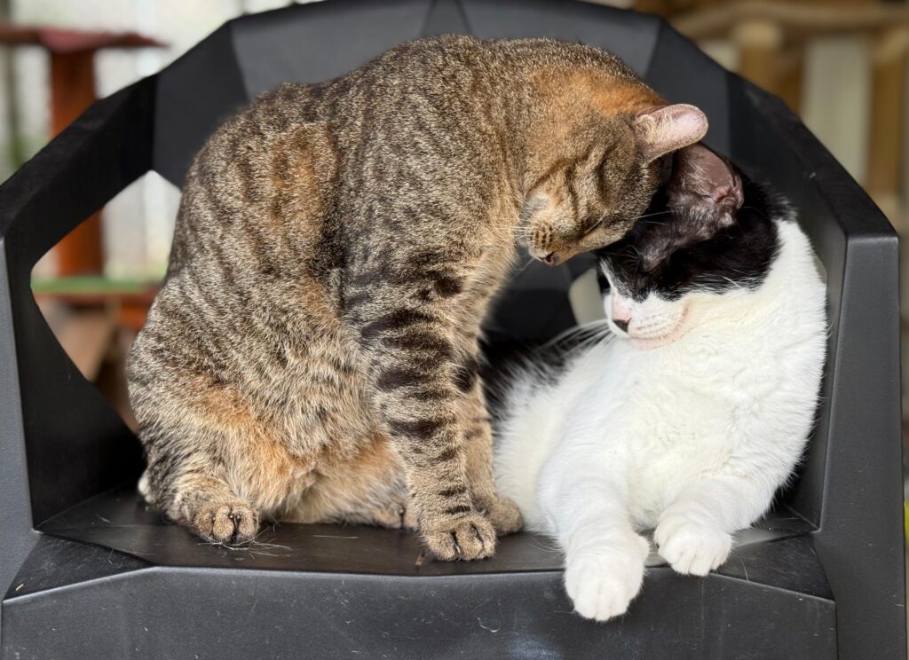 2 cats butting heads
