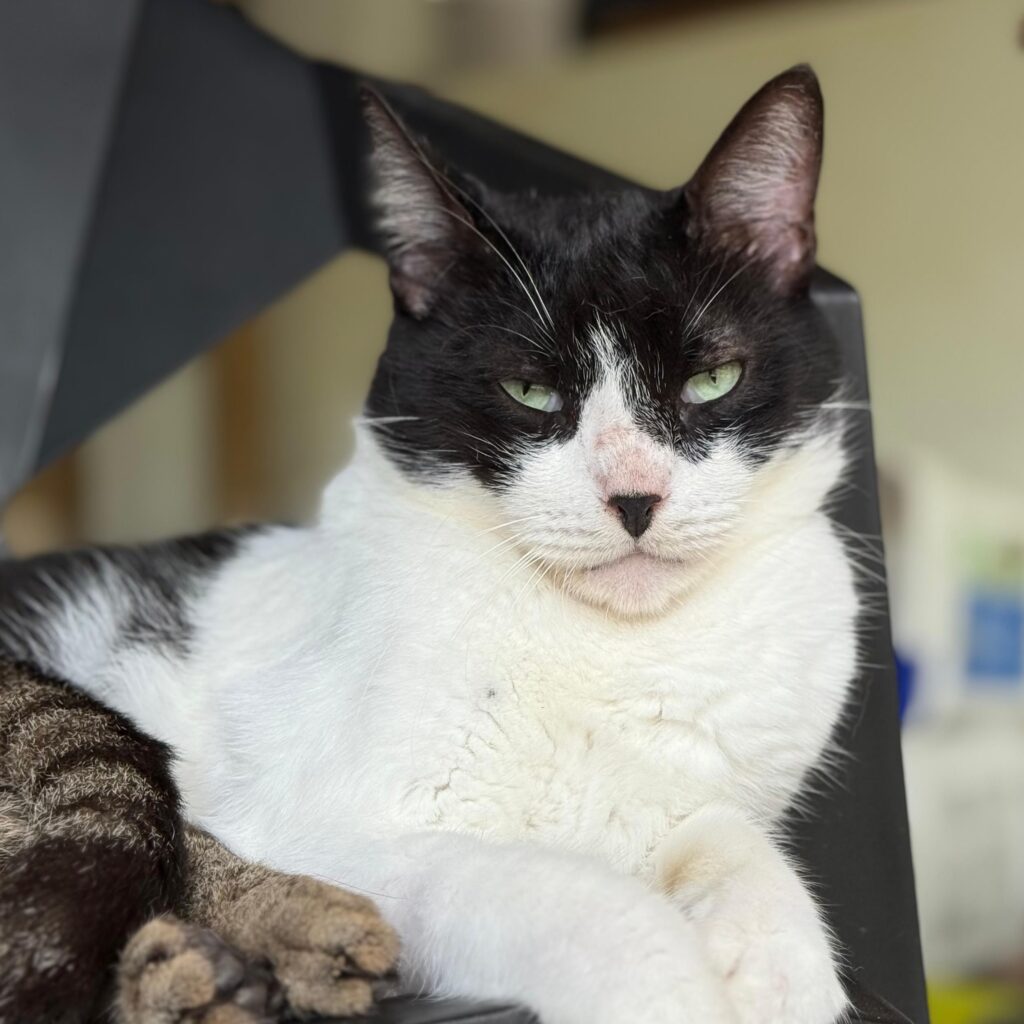 Tuxedo cat with black nose
