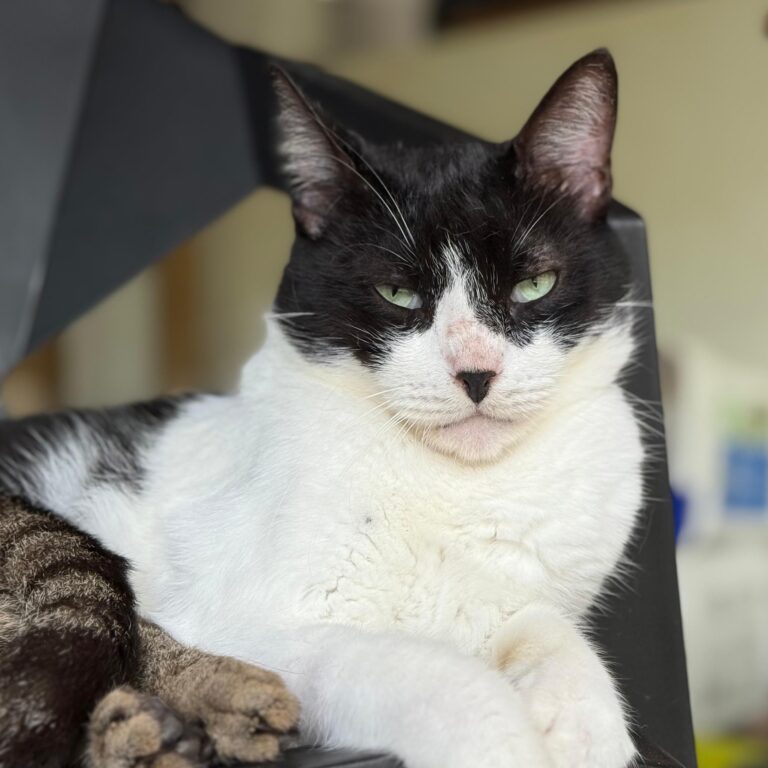 gato de hacha con nariz negra