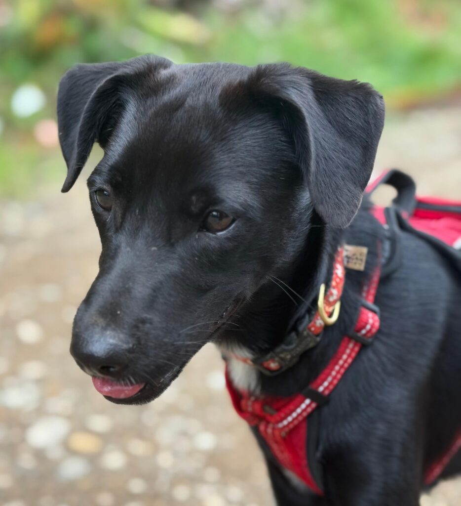 Black dog looking to left