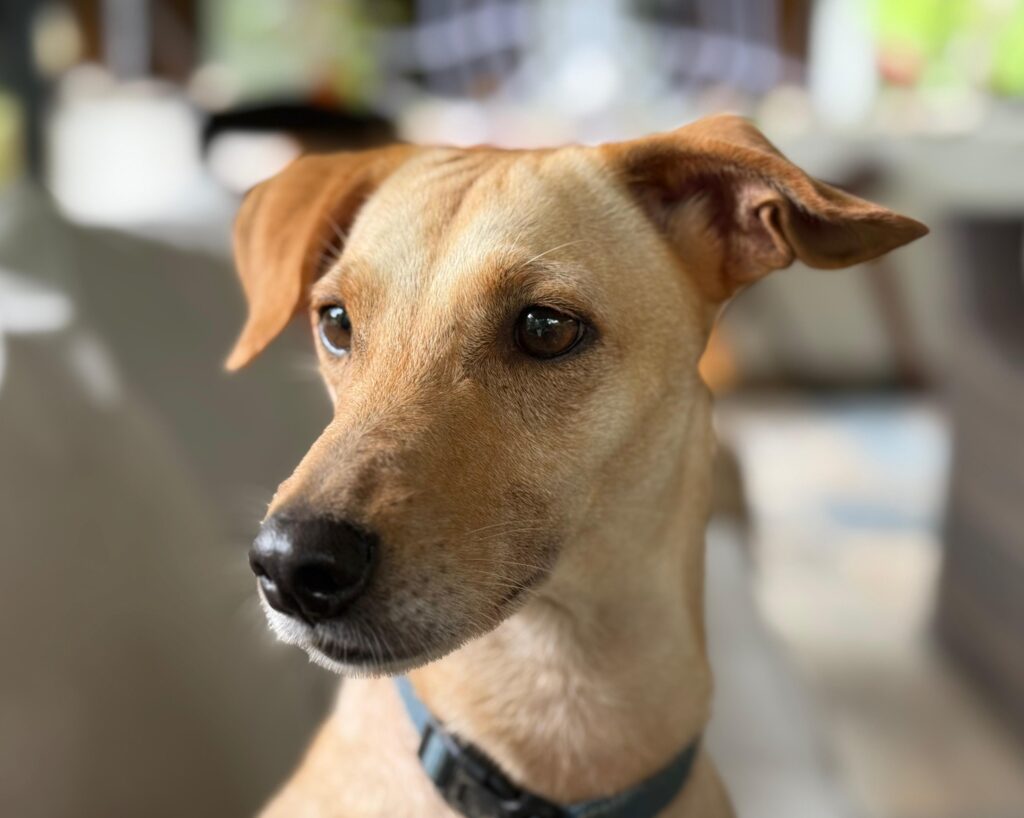 Beautiful blond and golden dog with bright brown eyes, looking to her right