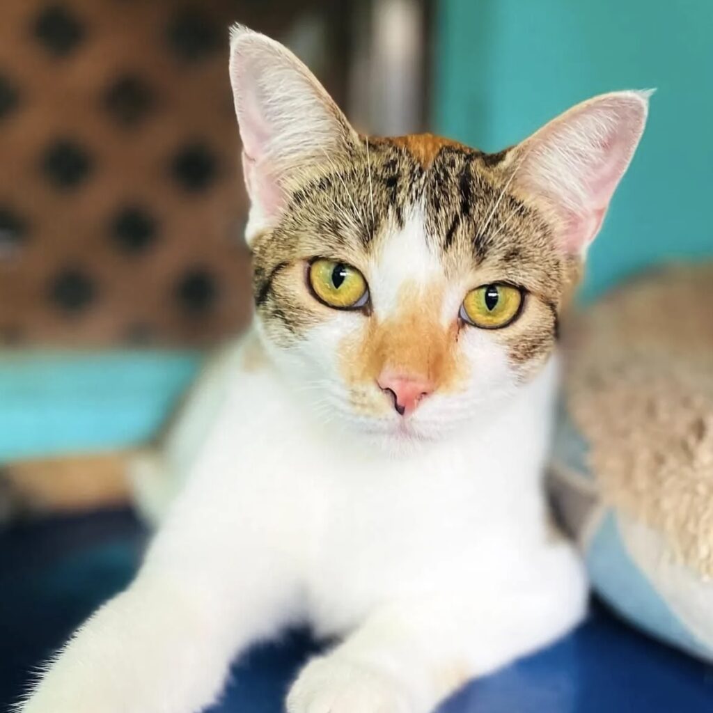 Cat Spitfire chilling
