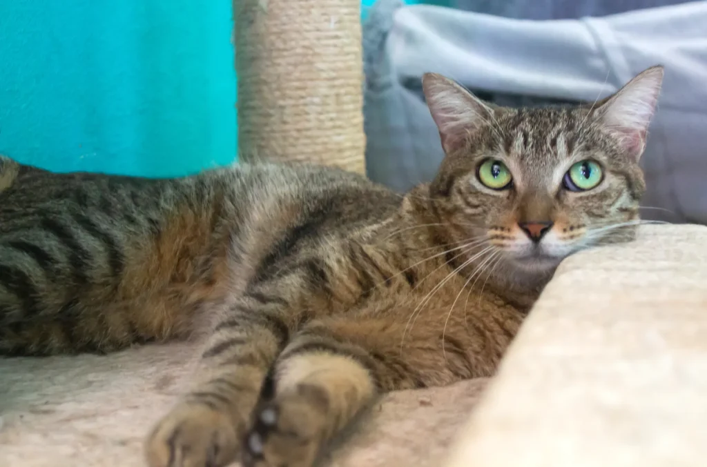 Cat Ruby con grandes ojos verdes