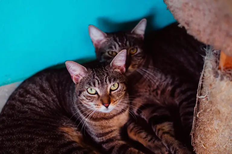 Tabby gato Ruby con su hermano