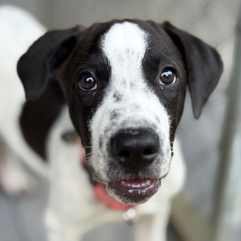 White puppy with black ear patches