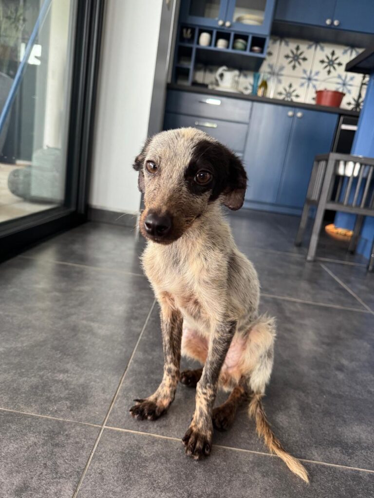 Young white with black dogs having just been rescues is emaciated