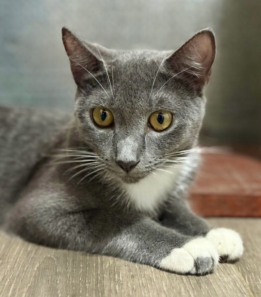Grey kitty with golden eyes and white paws looking over her shoulder