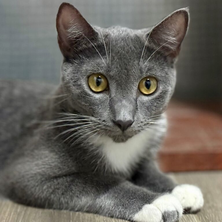 Hermoso gato gris con pecho blanco y patas y ojos dorados