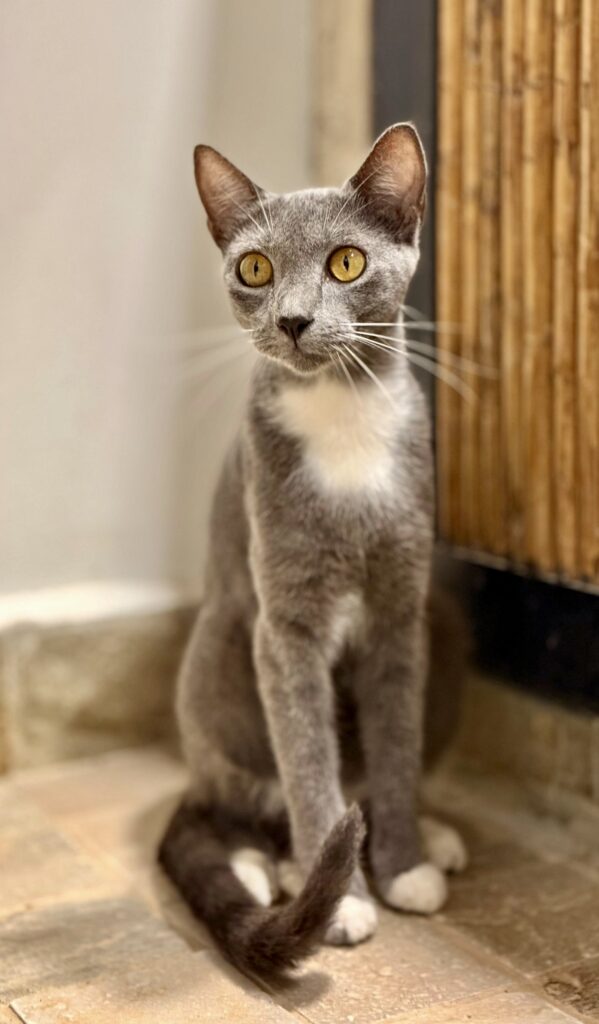 Grey kitty with white chest sitting up