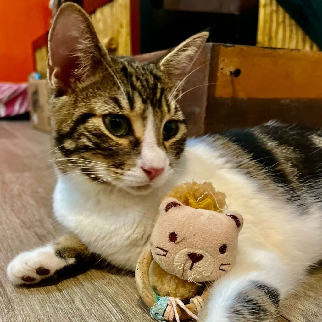 gato blanco y tabby con juguete