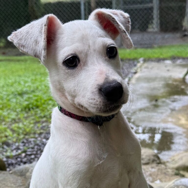 Young white dog with adorable ears and white eyelashes