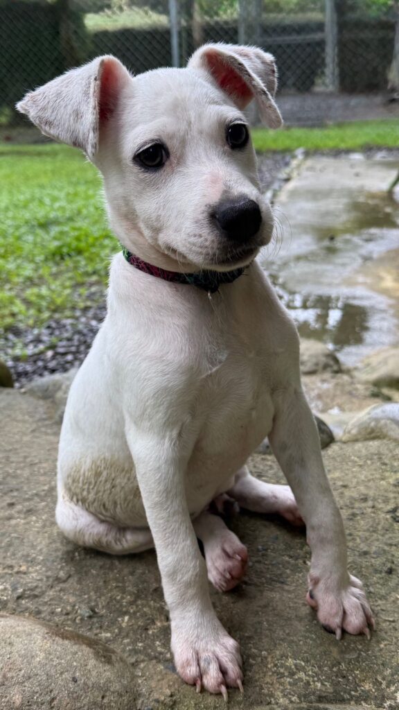 Pup blanco pequeño sentado en su cadera
