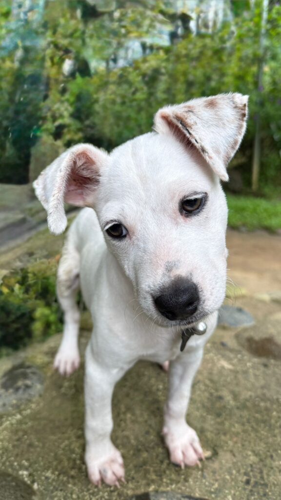 Adoptable Gollum aspecto dulce