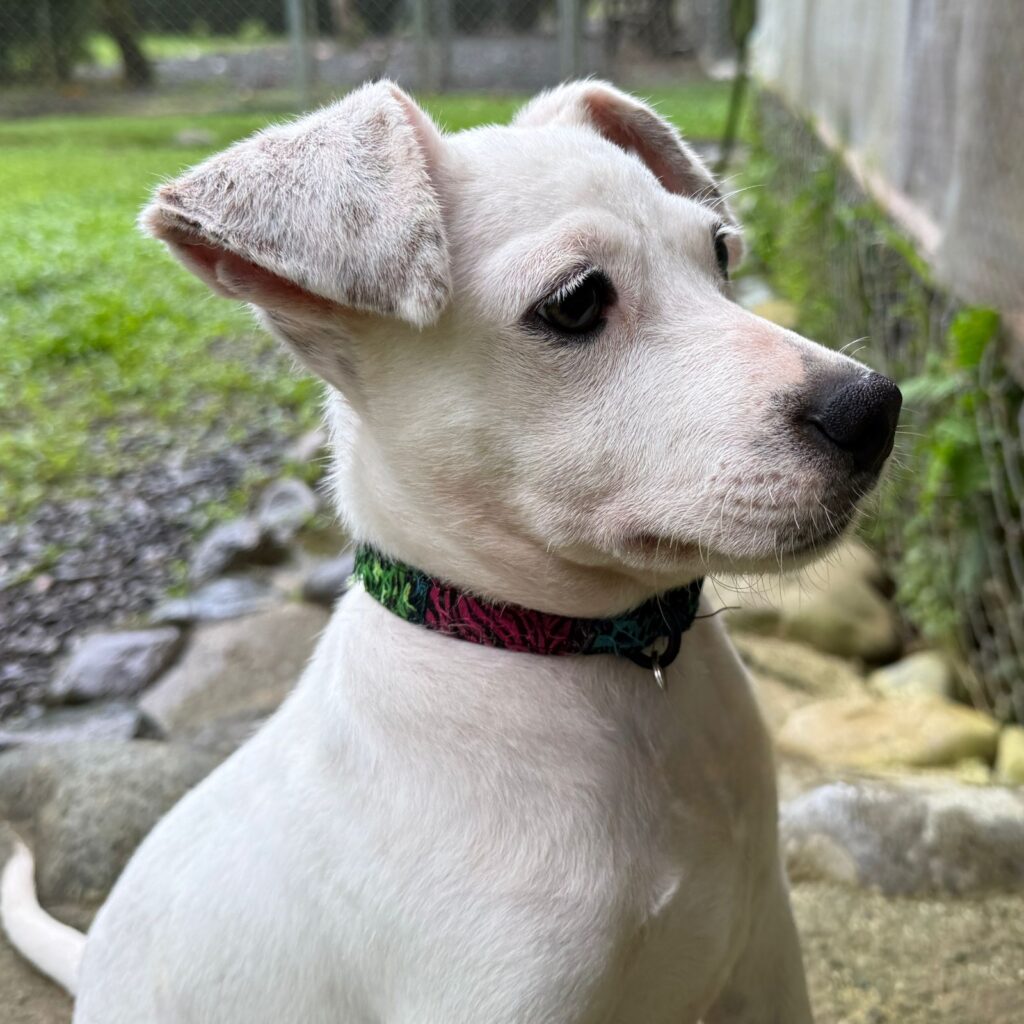 Puppy Gollum en el patio del refugio buscando perky