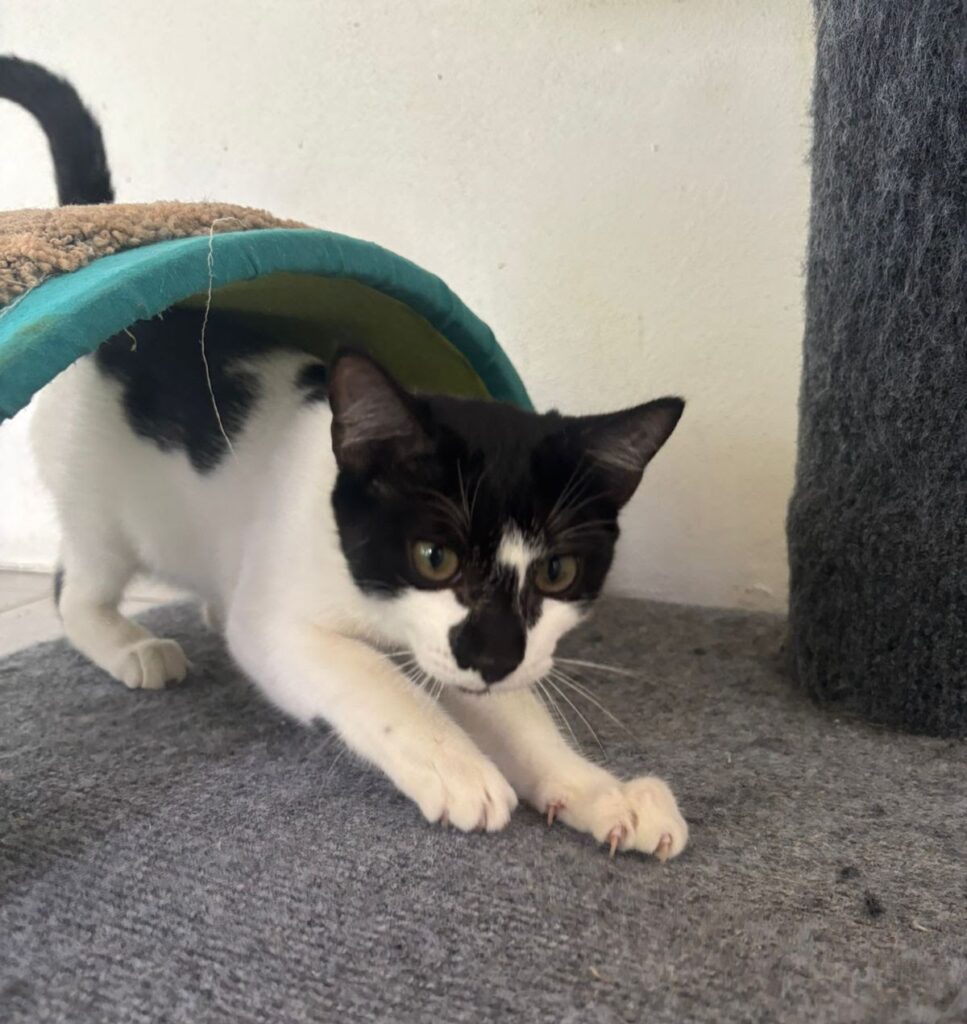 Playful tuxedo cat