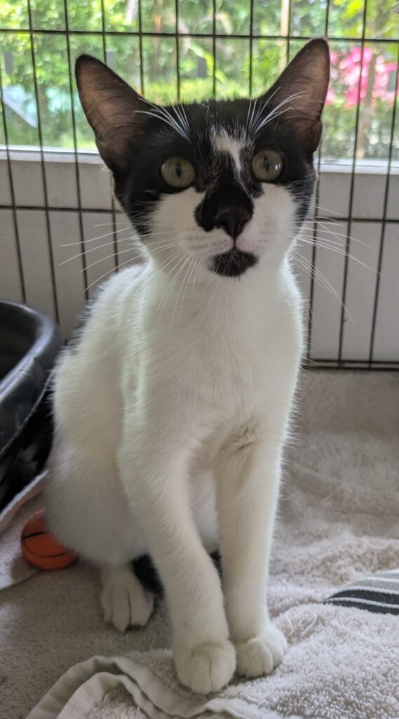 Gorgeous cat with white body and interesting black and white face