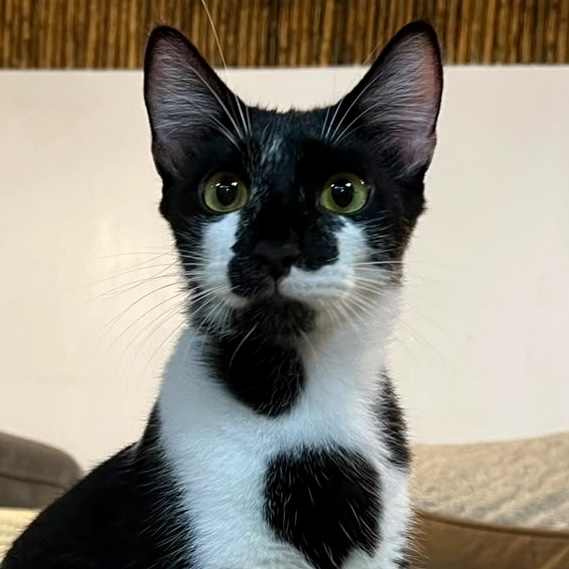 Unique black and white kitty