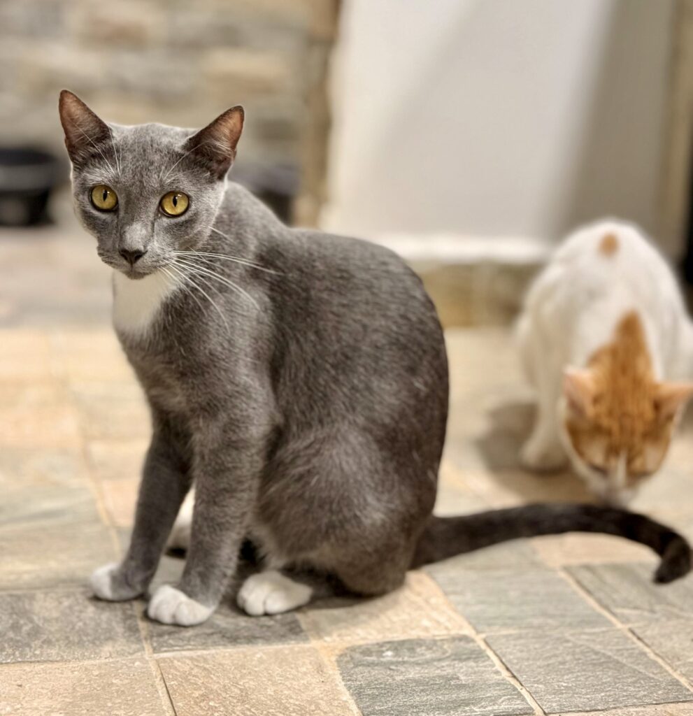Grey kitty sitting and asking you to bring her home