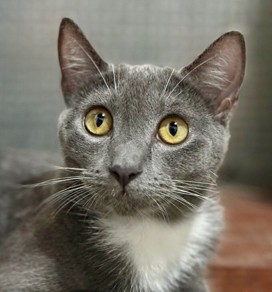 Beautiful grey cat with gold eyes looking up