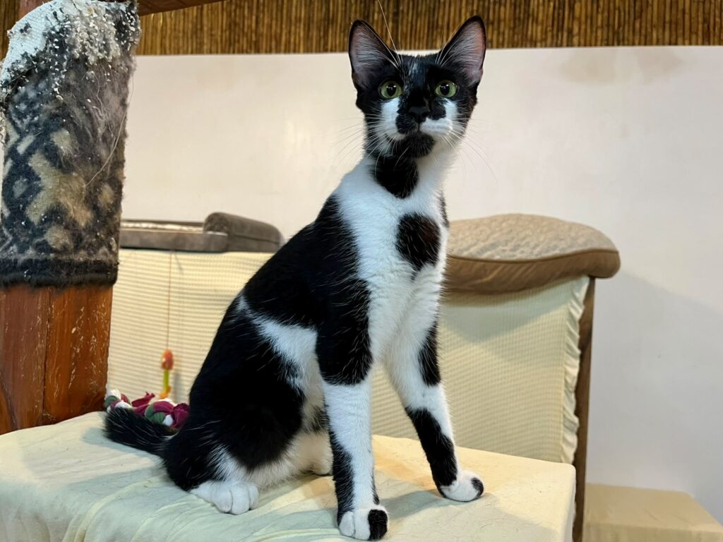 Gato negro con marcas blancas... o gato blanco con marcas negras?