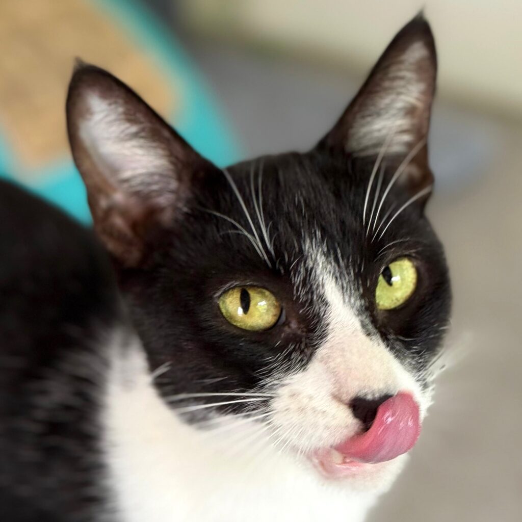 Gatito blanco y negro con mancha negra en la nariz.
