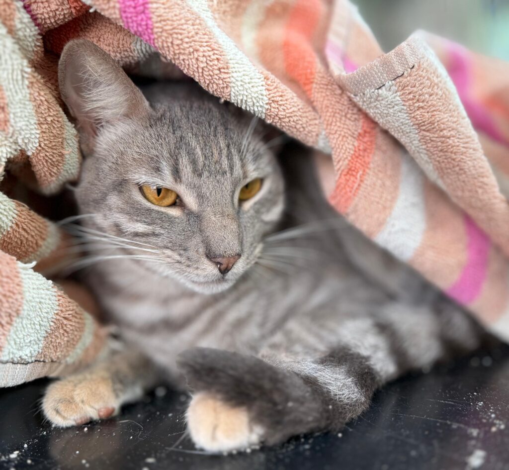 Gorgeous gray and white tabby cat looking regal while resting under a striped towel