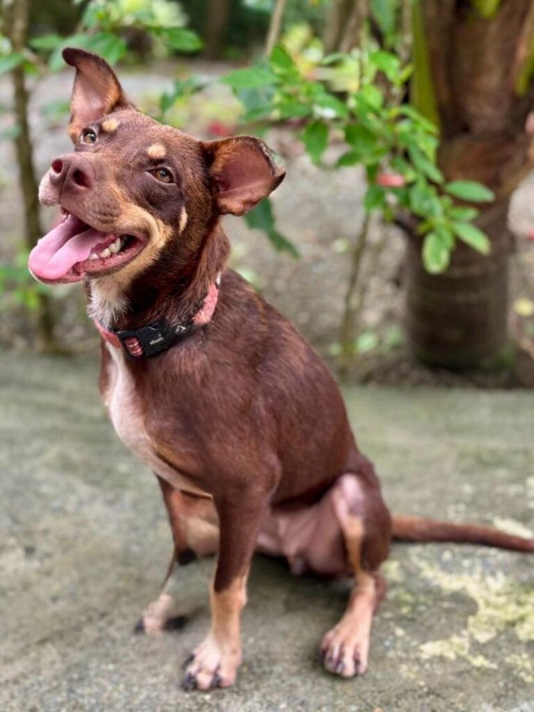 Adorable brown and tan dog