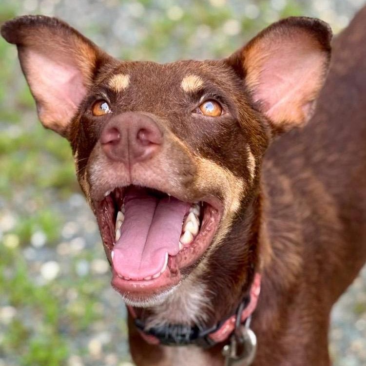 Healthy dog looking up