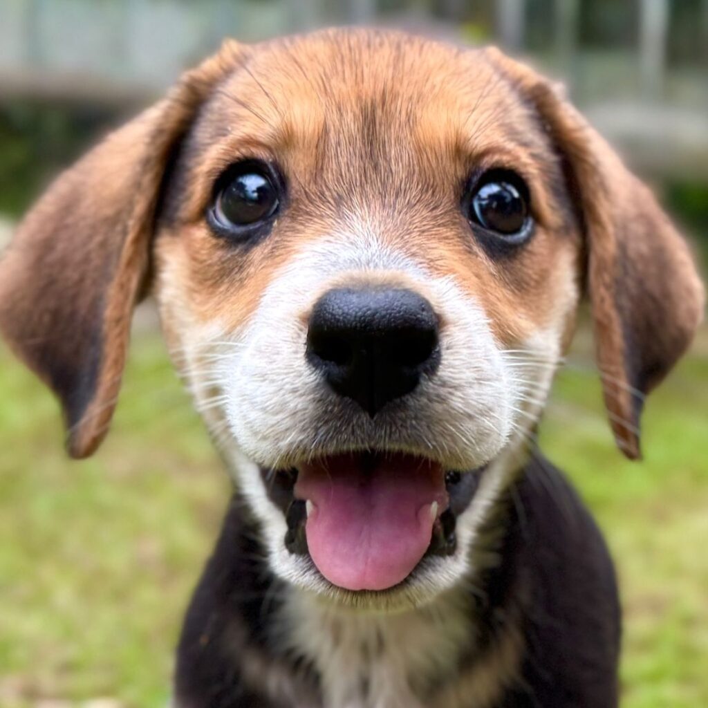 Perrito blanco y marrón frente con su lengua rosa mostrando.