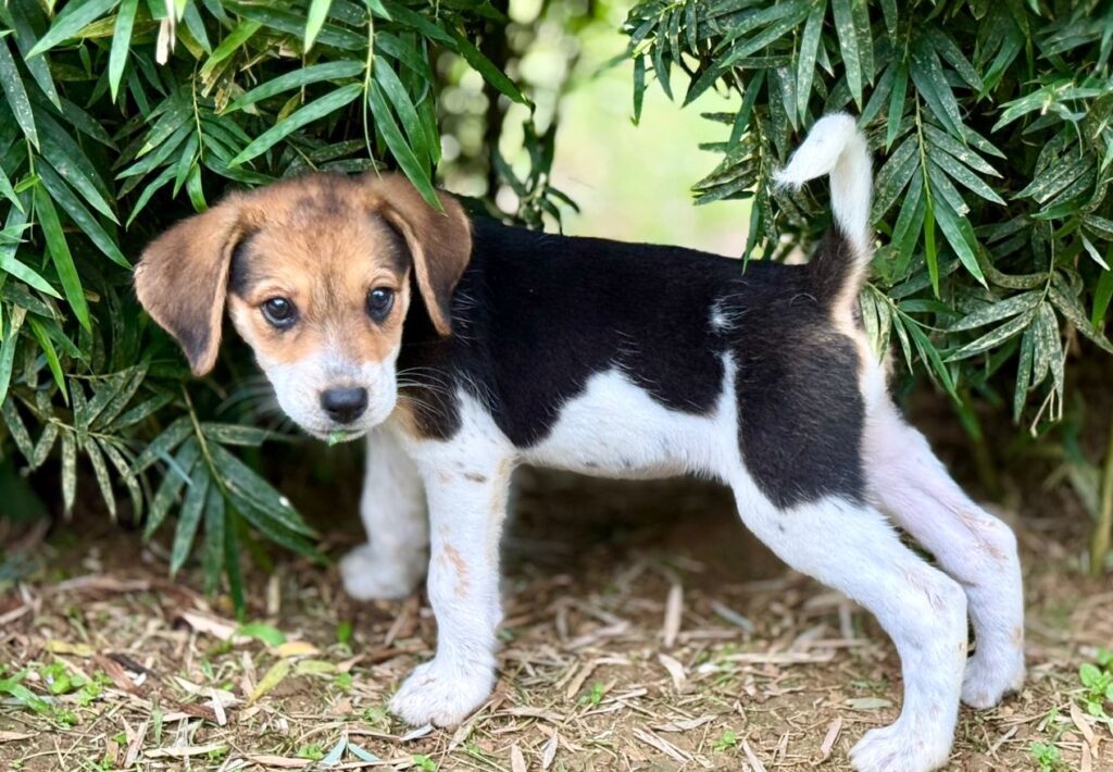 Perrito negro con patas blancas y cara marrón de pie bajo arbustos verdes.