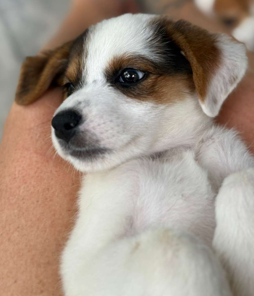 Puppy Cassidy resting belly up in a lap.