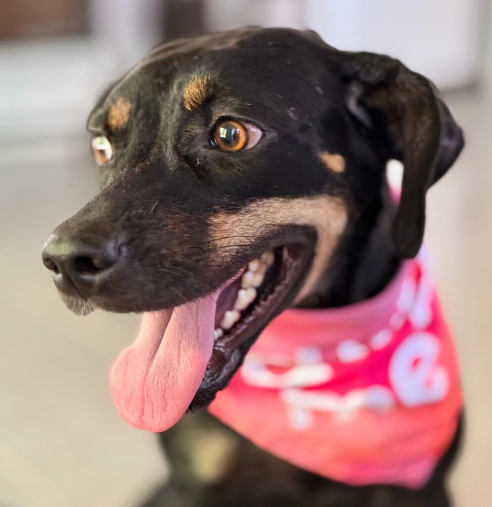 Black and tan dog with pink scarf looking to the right