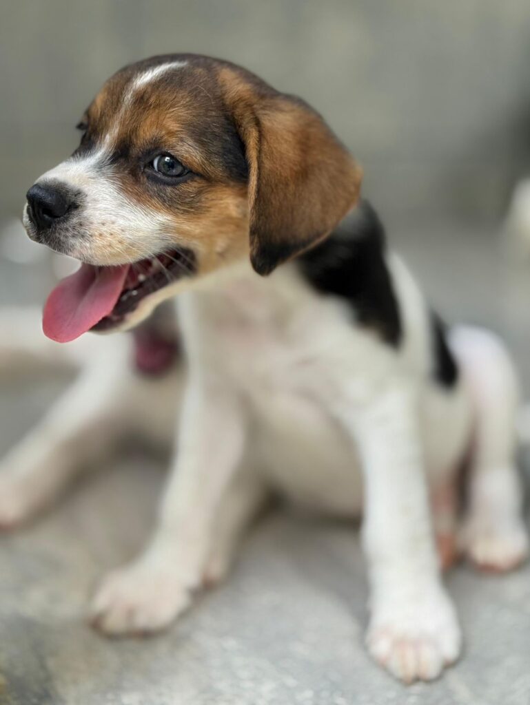 El Sr. Charlie parece juguetón